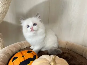 エリオット君ママ 様のお迎えした子猫