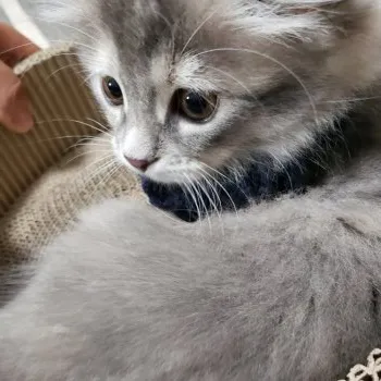 まろた 様のお迎えした子猫