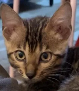 ぴか 様のお迎えした子猫