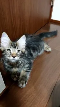 フクシマ 様のお迎えした子猫