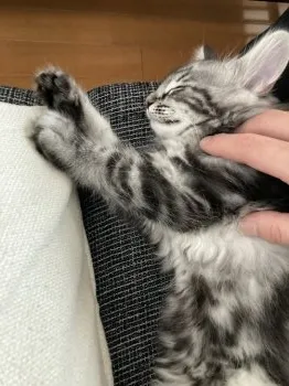 T.M 様のお迎えした子猫