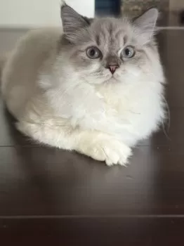 H.N 様のお迎えした子猫