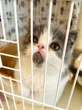 A.U 様のお迎えした子猫