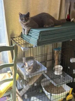 Y.T 様のお迎えした子猫