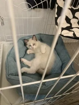 まいまい 様のお迎えした子猫