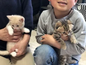 れいこ 様のお迎えした子猫