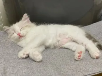 すず 様のお迎えした子猫