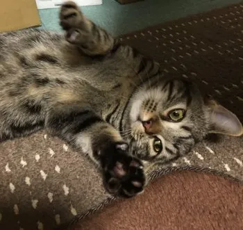 kuboyama 様のお迎えした子猫
