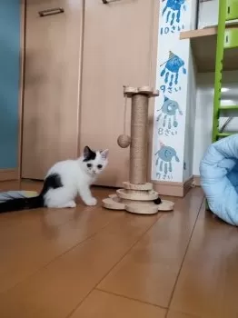 Y.K 様のお迎えした子猫