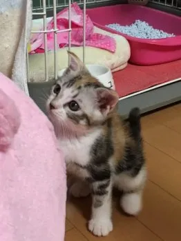 ユズちゃんママ 様のお迎えした子猫