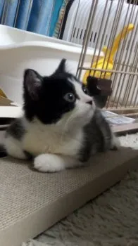 よっち 様のお迎えした子猫