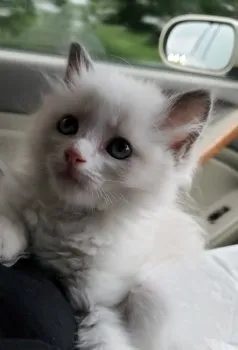 もっちゃん 様のお迎えした子猫