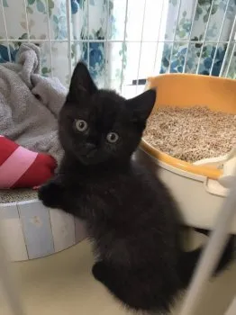 でんでん 様のお迎えした子猫