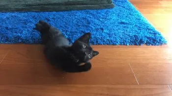 やすひろ 様のお迎えした子猫