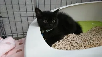 なつめとひなたの家族 様のお迎えした子猫
