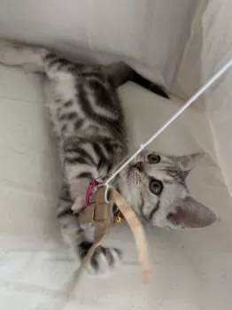 K.K 様のお迎えした子猫