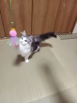TH 様のお迎えした子猫