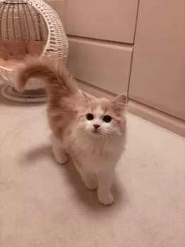 Y.S 様のお迎えした子猫