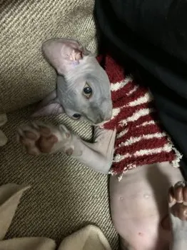 めー 様のお迎えした子猫
