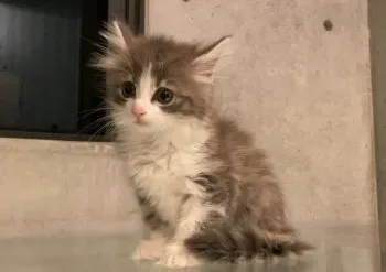n.k 様のお迎えした子猫
