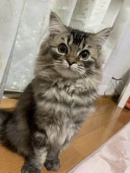 A.O 様のお迎えした子猫