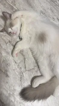 S.Ｉ 様のお迎えした子猫