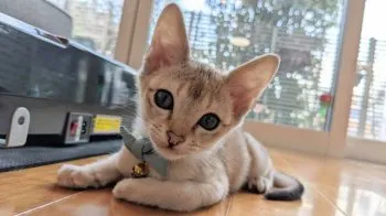 T.Ｉ 様のお迎えした子猫