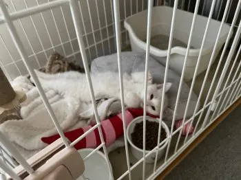 A.N 様のお迎えした子猫