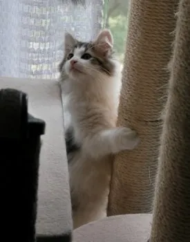 ヨシ 様のお迎えした子猫