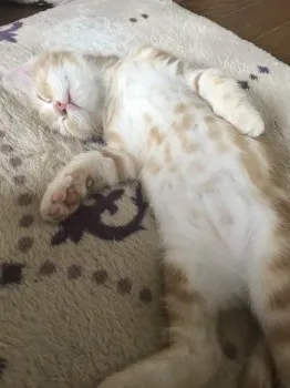 ami 様のお迎えした子猫