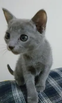 まゆママ 様のお迎えした子猫