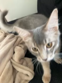 る 様のお迎えした子猫
