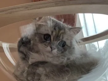 まろ 様のお迎えした子猫