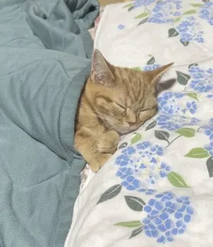 Y.T 様のお迎えした子猫