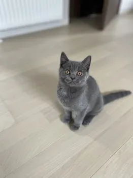 T.C 様のお迎えした子猫