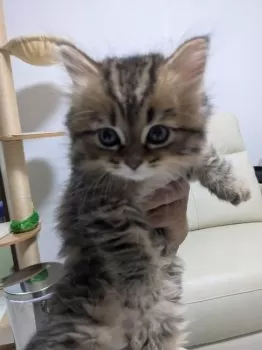 Supreme 様のお迎えした子猫
