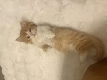 なな 様のお迎えした子猫