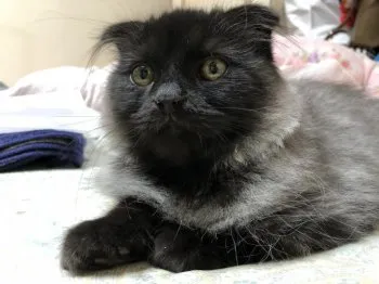 RUI 様のお迎えした子猫