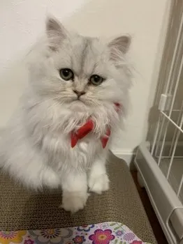 N.H 様のお迎えした子猫