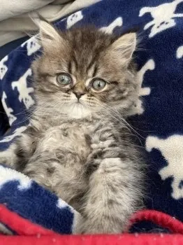 meme 様のお迎えした子猫