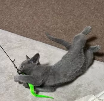 うみ 様のお迎えした子猫