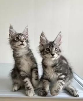 たかりんこ 様のお迎えした子猫