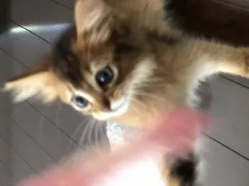 ウチヤマ 様のお迎えした子猫