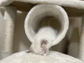 蒼 様のお迎えした子猫