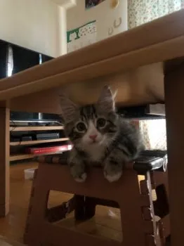 のるねこ 様のお迎えした子猫