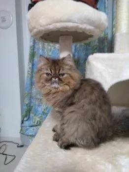 ミーちゃんママ　　　　　　　　　　 様のお迎えした子猫