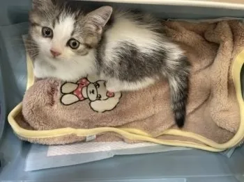 まっきー 様のお迎えした子猫