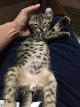 ジロー 様のお迎えした子猫