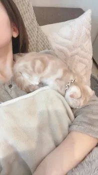 ねこねこね 様のお迎えした子猫