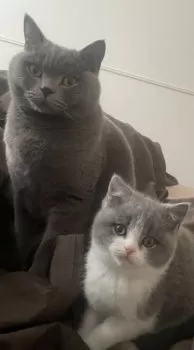 くっしー 様のお迎えした子猫